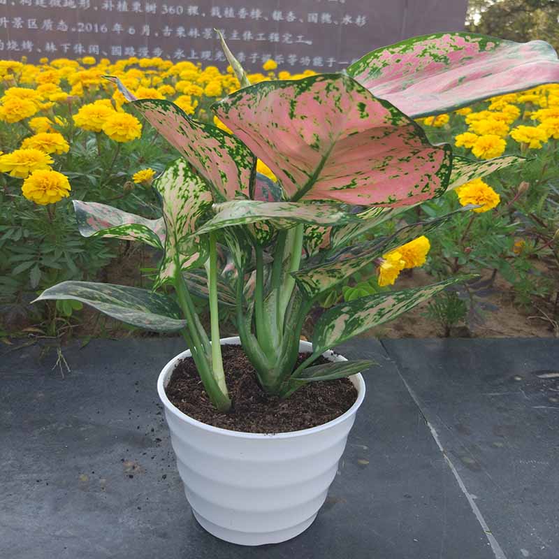 懒人盆盆栽室内客厅盆栽花卉绿植如意银皇后如意皇后如意皇后白色螺纹