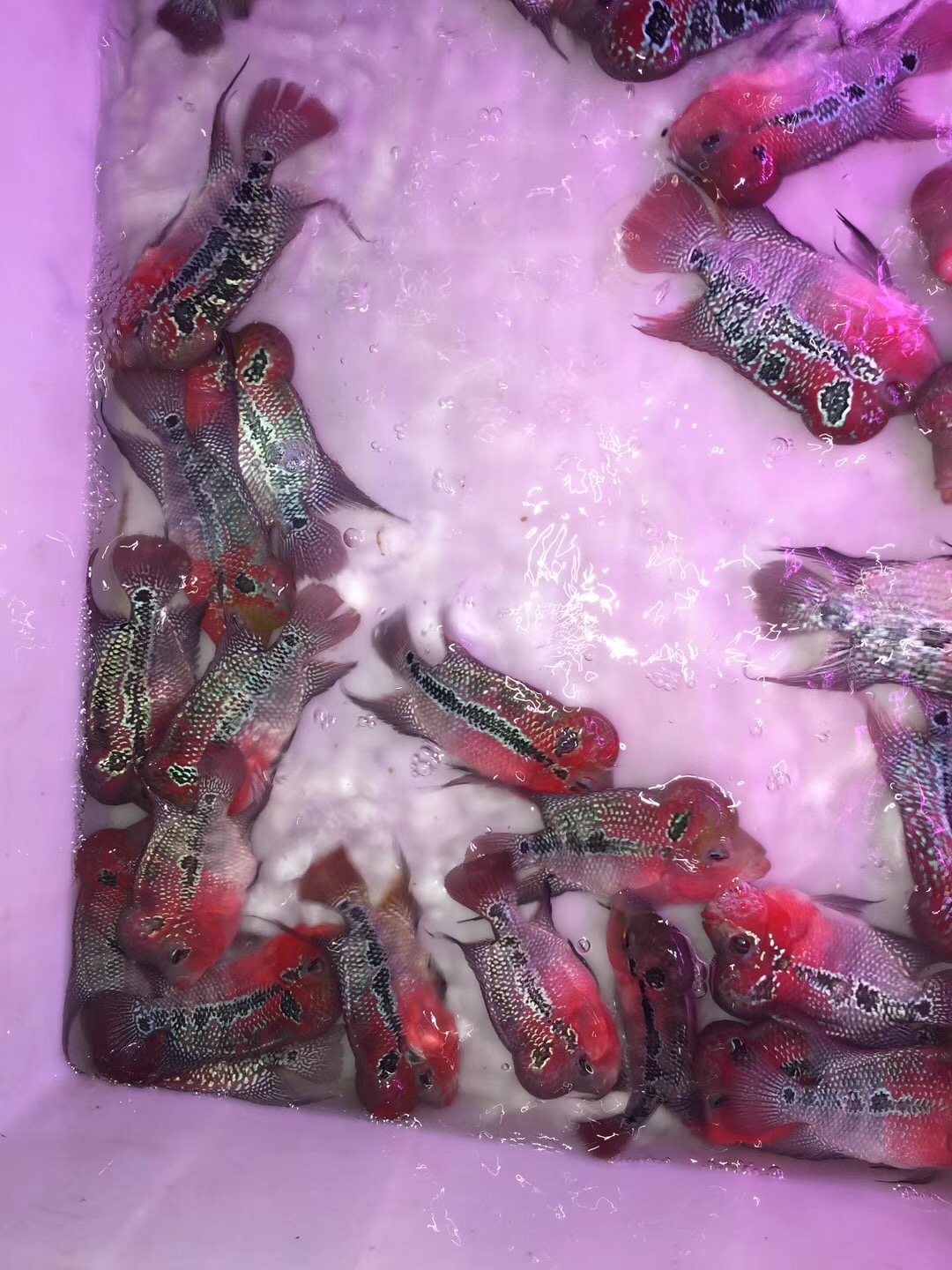 泰国罗汉鱼苗活体起头水头鸿运当头蛇纹重金属珍珠马骝大苗小亚成中