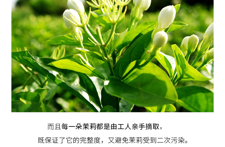 西植云南小花茉莉纯露水润喷雾补水保湿紧致肌肤提亮肤色爽肤水女 100