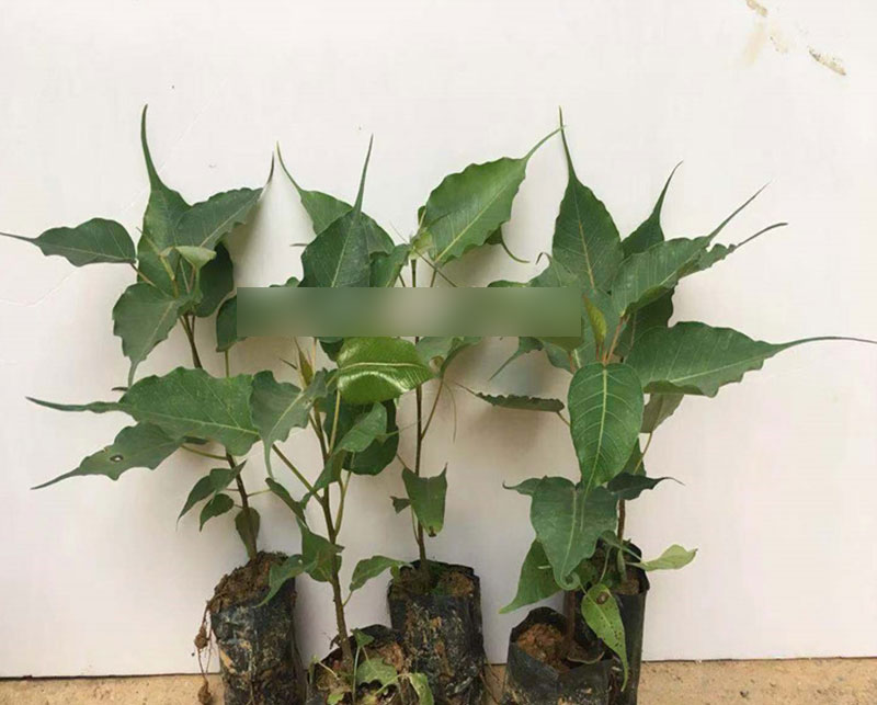 正宗菩提树苗金刚菩提树苗佛教圣树文化瑰宝平安树菩提榕树苗盆栽